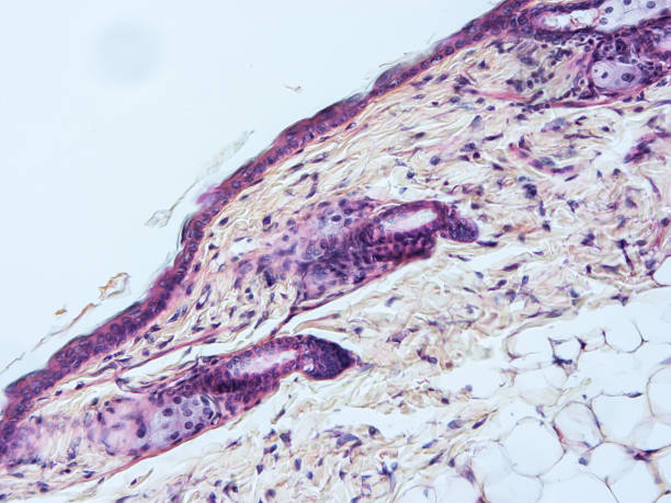 istock histology of human tissue 1160328971