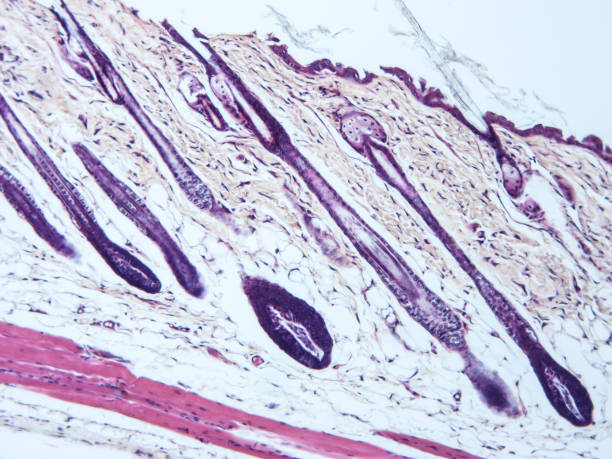 istock histology of human tissue 1160329531
