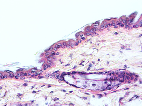 Histologi Jaringan Manusia Foto Stok Biology Diagrams