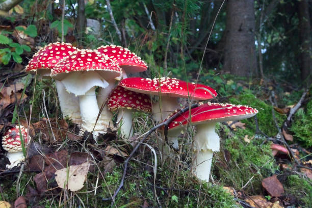 istock Amanita muscaria, Fly agaric mushroom 1160331794