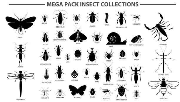 ilustraciones, imágenes clip art, dibujos animados e iconos de stock de conjunto de varios insectos en silueta, con nombre de insecto. - mosca insecto ilustraciones