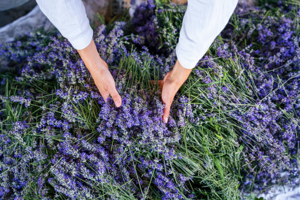 istock Lavender. Essential oil production season is now. 1160332549
