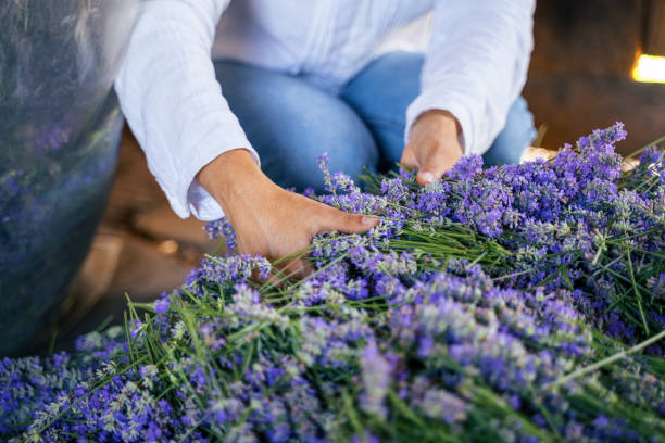 lavendel. die saison der ätherischen ölproduktion ist jetzt. - distillation tower stock-fotos und bilder