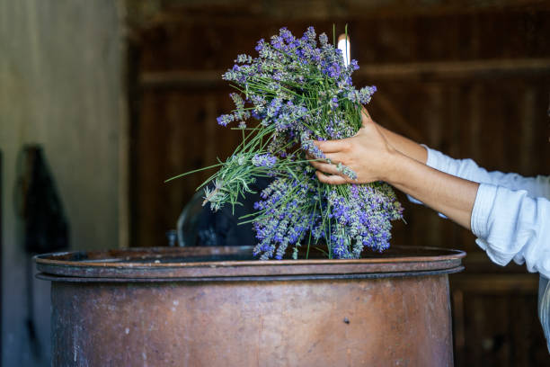 istock Lavender. Essential oil production season is now. 1160332580