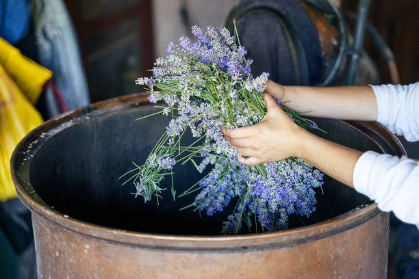istock Lavender. Essential oil production season is now. 1160332598