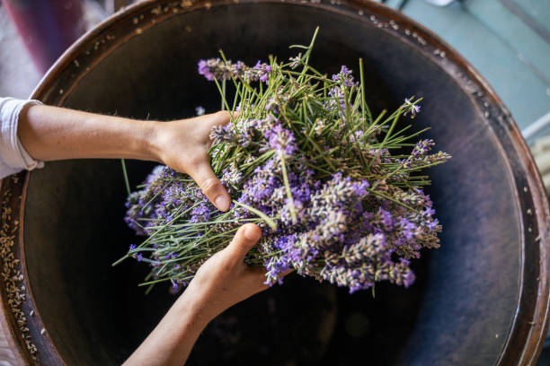 Lavender. Essential oil production season is now. stock photo