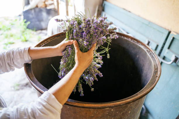 istock Lavender. Essential oil production season is now. 1160332621