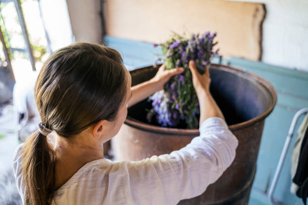 lavendel. die saison der ätherischen ölproduktion ist jetzt. - destillationsturm stock-fotos und bilder