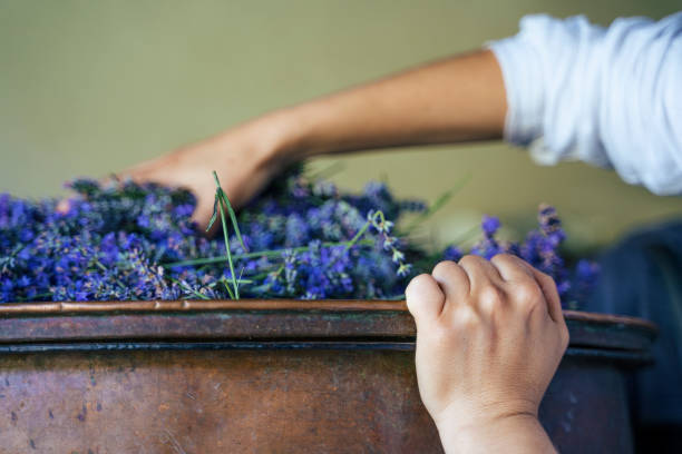 lavendel. die saison der ätherischen ölproduktion ist jetzt. - distillation tower stock-fotos und bilder