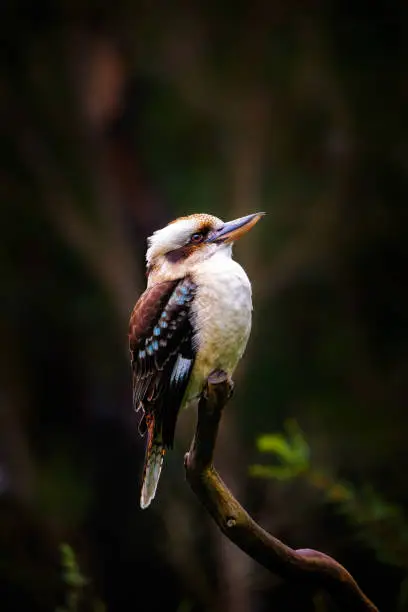 Australian native Laughing Kookaburra perched on a branch