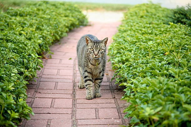 cat on sidewalk stock photo