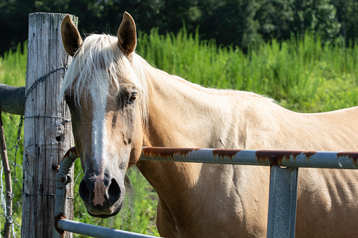 Palomino horse looking over a metal gate at the camera.