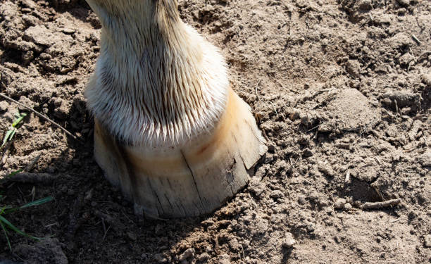 Poor Quality Hoof Close up of a single horse's hoof with splits, cracking, flaring and chips hoof stock pictures, royalty-free photos & images