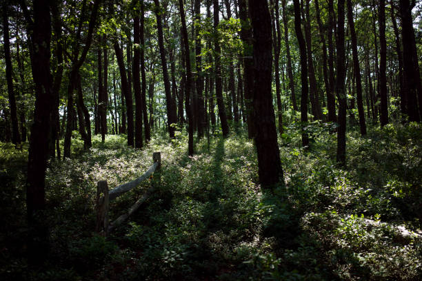 istock Old Fence in WellFleet 1160334835