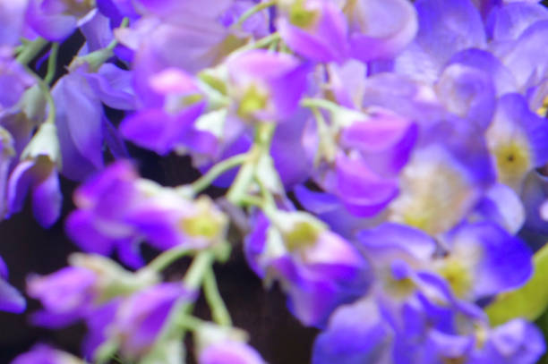 istock Purple yummy flowers 1160334967