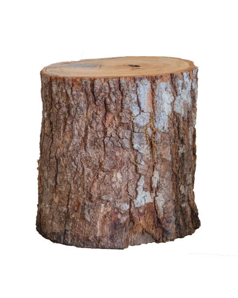 Isolated grunge log stool or chair craft artisan handmade furniture. Isolated grunge log stool or chair craft artisan handmade furniture on white background. tree stump stock pictures, royalty-free photos & images