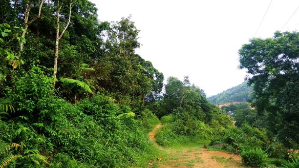 istock Nature is seems lke requirement of earth. 1160336886