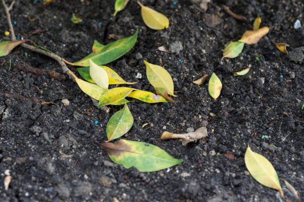 istock scenic of yellow leaf fall on ground land 1160337974