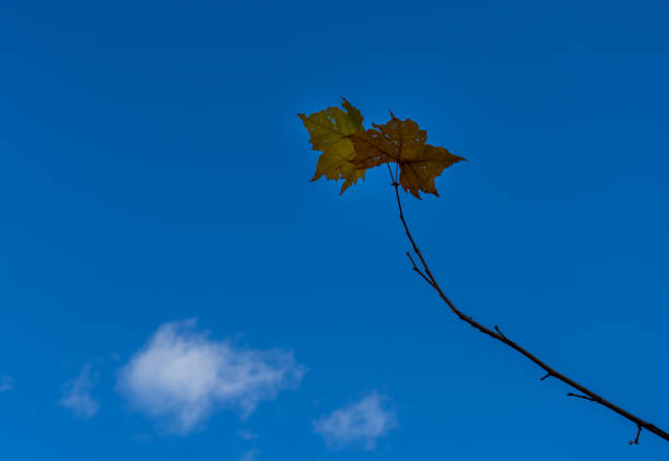 istock scenic of old maple leaf on blue sky background 1160338080