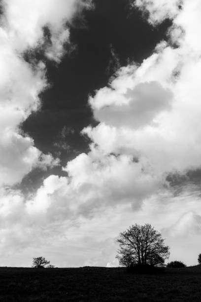 istock Some plants and tree below a blue sky with a big cloudscape 1160338395