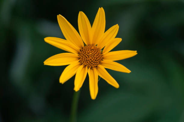 istock Black Eyed Susan Flower 1160338419