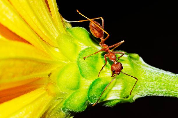 istock Ant climbing yellow flower. 1160339046