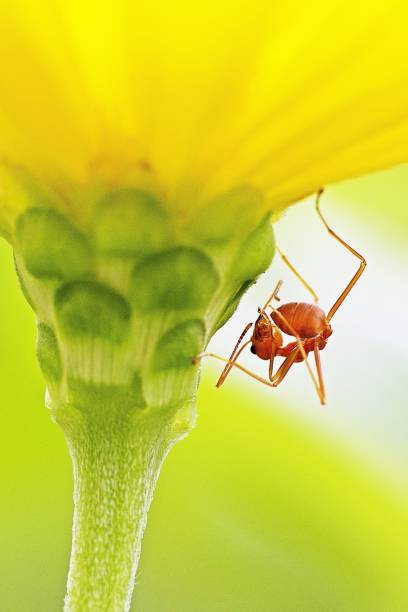 istock Ant bending body on yellow flower. 1160339268