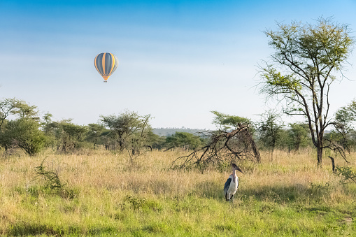 Air balloon above the savannah in the Serengeti reserve in Tanzania at  sunrise, with a marabou stork standing in the grass
