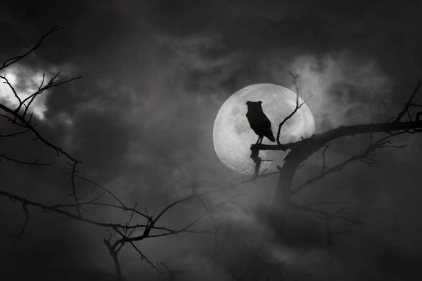 istock Scary background in silhouette of owl perched on tree branches and moon at midnight with bright and dark clouds 1160340026