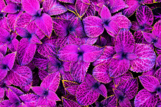 Coleus pink and black leaves decorative background close up, painted nettle flowering plant, bright purple foliage texture, fuchsia color abstract natural pattern, colorful floral design, copy space Coleus pink and black leaves decorative background close up, painted nettle flowering plant, bright purple foliage texture, fuchsia color abstract natural pattern, colorful floral design, copy space fuchsia flower photos stock pictures, royalty-free photos & images