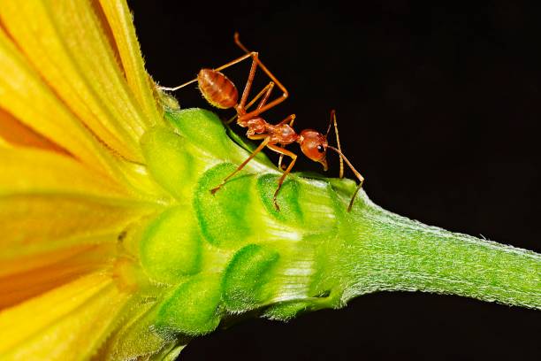 istock Ant climbing yellow flower's petals. 1160342266