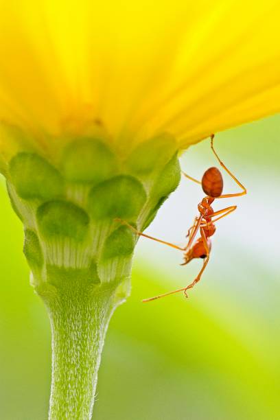 istock Ant walking on yellow flower's petals. 1160342994