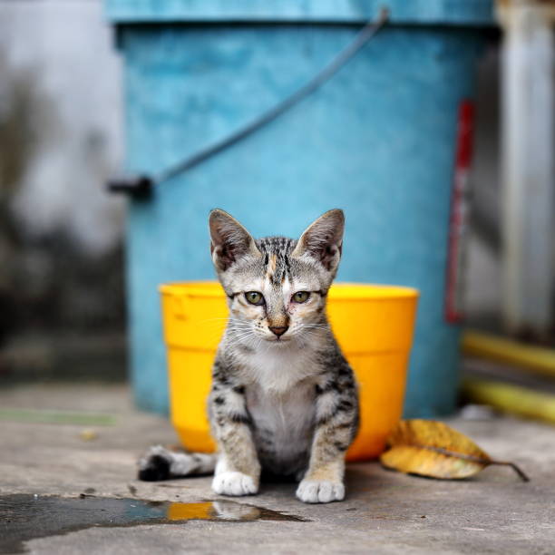 Portrait of a Kitten Cute portrait of young kitten cat weak cat stock pictures, royalty-free photos & images