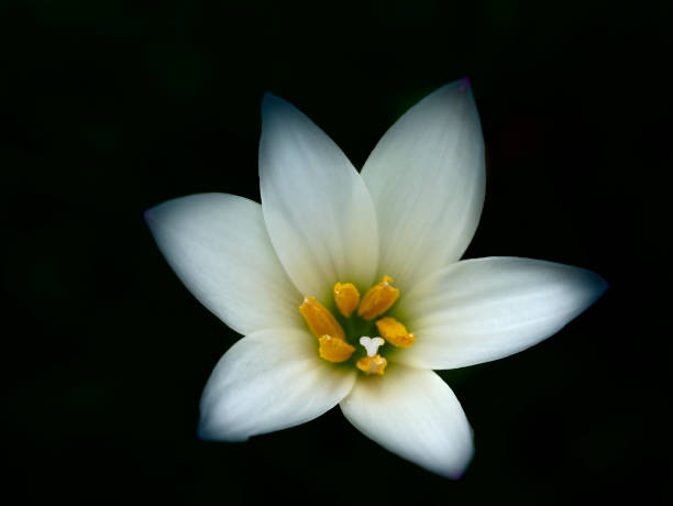 istock Close up Lily flower 1160344065