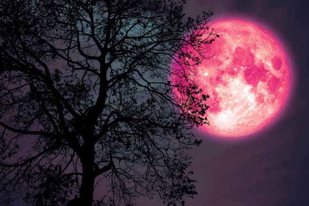 istock hay moon on night sky back over silhouette dark forest 1160344278