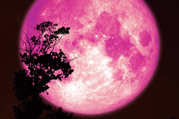 istock super pink sturgeon moon on red night sky back silhouette trees 1160344401
