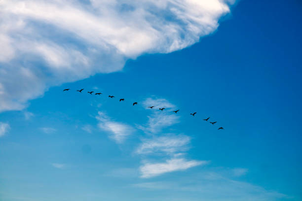 istock birds flying to home on white blue sky soft cloud 1160344555