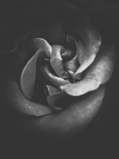 istock blooming rose texture abstract in black and white 1160345101