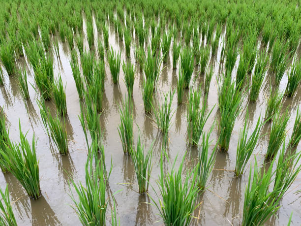 istock The ear of paddy for texture background 1160345183