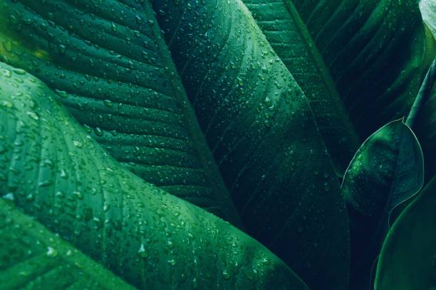Abstract pattern texture of nature green leaf. foliage dark green background copy space for text .