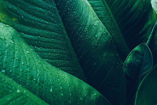 Tropical nature green leaf with rain drops. foliage dark green background copy space for text.