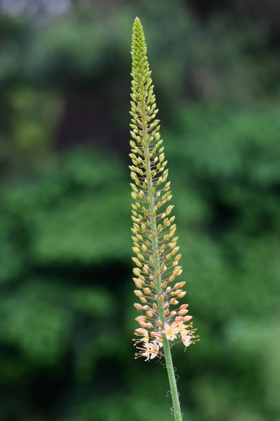 istock Narrow leaved foxtail iliy (eremurus stenophyllus) 1160345370