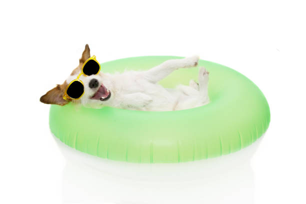 istock HAPPY DOG SUMMER GOING ON VACATIONS. JACK RUSSELL INSIDE A INFLATABLE OR GREEN FLOAT POOL WEARING SUNGLASSES. ISOLATED AGAINST WHITE BACKGROUND. 1160345423