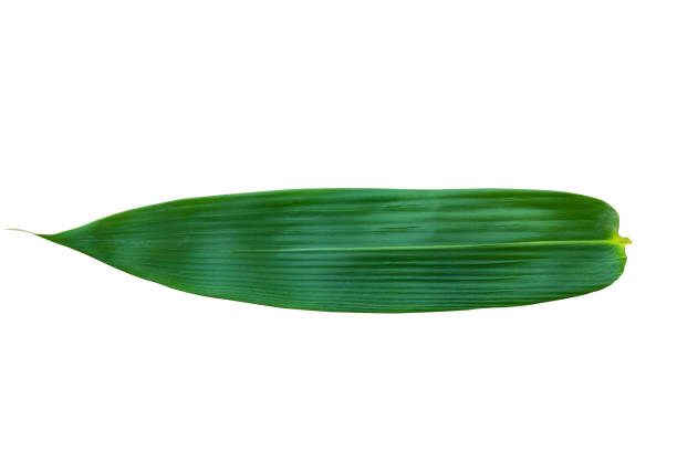 Bamboo leaf isolated on white background.Leaf pattern leaves bamboo or abstract background . Bamboo leaf isolated on white background.Leaf pattern leaves bamboo or abstract background . Green Energy and world for water day or National Forest Conservation Day. bamboo leaf stock pictures, royalty-free photos & images