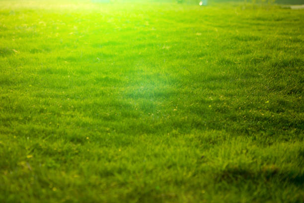 istock Spring fresh bright green grass at sunset on a warm sunny day. Green meadow under blue sky with clouds 1160346349