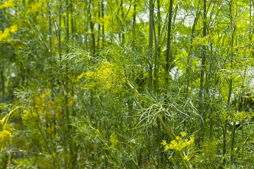 Dill grows in nature. Fresh summer season fennel plant. Natural organic salad food ingredient