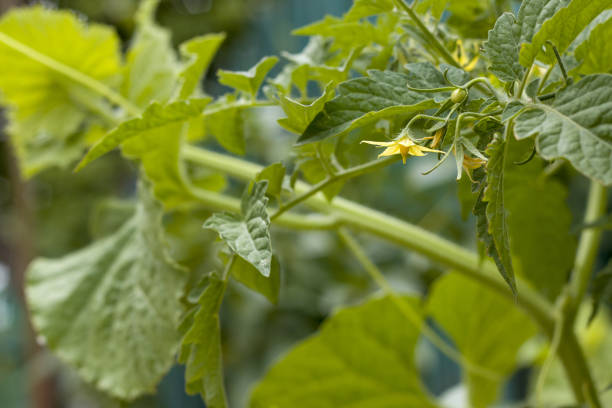 istock tomato birth bloom with yellow flower 1160346610