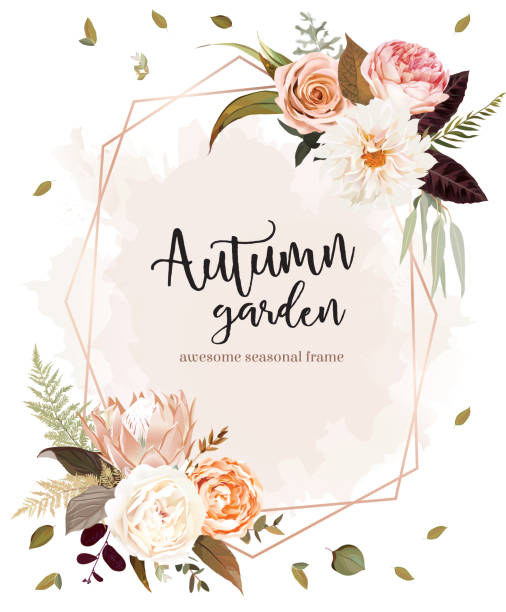 Geometric floral label frame arranged from leaves and flowers Geometric floral label frame arranged from leaves and flowers. Rust king protea, orange rose, ivory ranunculus, creamy dahlia, burgundy red leaves, pampas grass vector design. Autumn card. Editable. buttercup family stock illustrations