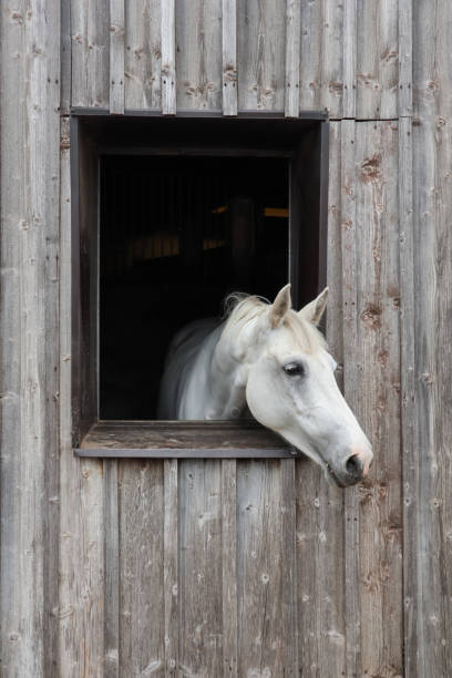 istock horse looking out of window 1160347845