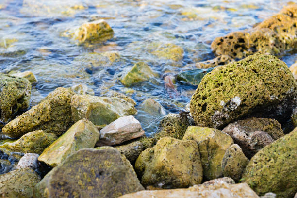 istock Small crab sitting on the stones 1160347980